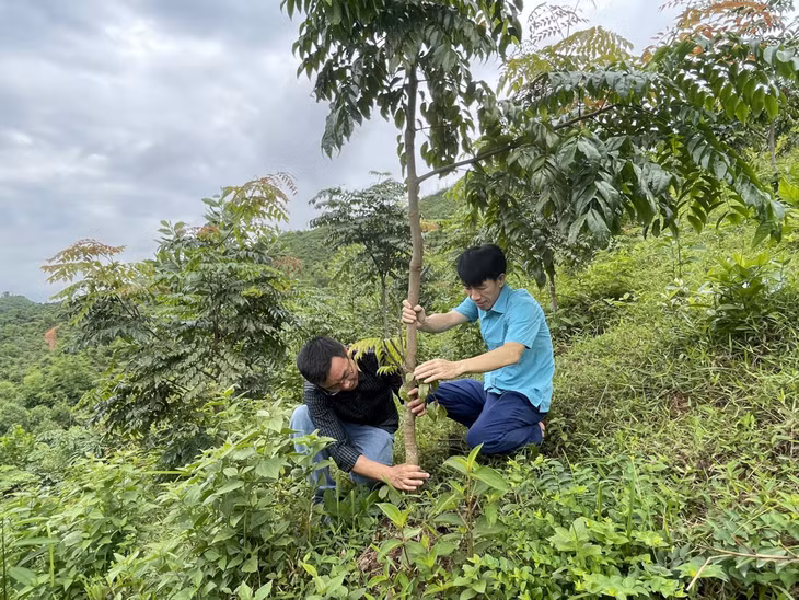 Cán bộ Công ty Lâm nghiệp Ba Chẽ kiểm tra quá trình sinh trưởng của các loại cây gỗ lớn trồng trên diện tích đơn vị quản lý. Ảnh Minh Đức