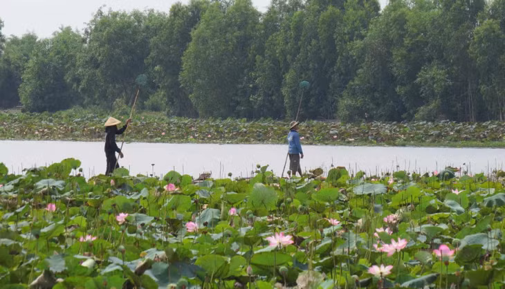 Nông dân sử dụng xuồng đi hái sen trên đồng. Mô hình trồng sen trên đồng ngập nước song song với việc nuôi tôm cá được nhiều nông dân sử dụng, đem lại lợi nhuận kinh tế cao và thu nhập ổn định liên tục.
