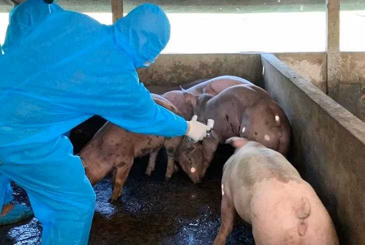 Thủ tướng Chính phủ yêu cầu thực hiện nghiêm các biện pháp phòng, chống bệnh Dịch tả lợn Châu Phi.