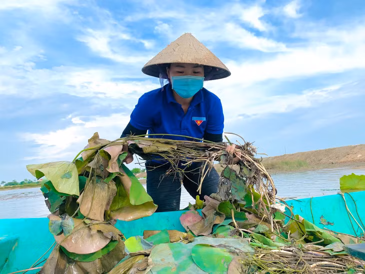 Đây là một trong những mô hình sen mang lại hiệu quả kinh tế, tạo cảnh quan đẹp trên những cánh đồng bỏ hoang. Trong ảnh, thanh niên xã xuống đồng trồng thêm sen cho vụ mới.