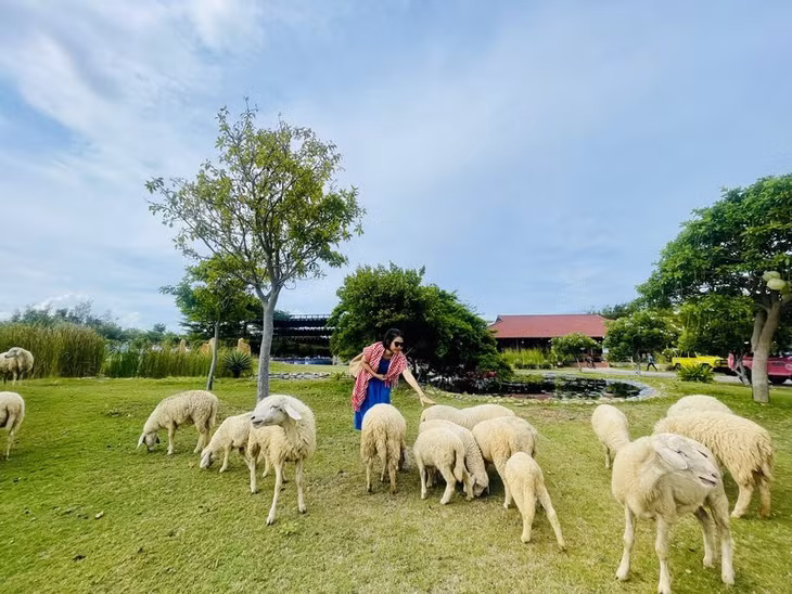 Đồng cừu thuộc Khu du lịch Tanyoli. Ảnh: Hà Lê