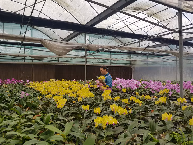 Kinh tế nông thôn Quảng Ninh ngày càng khởi sắc theo hướng chuyên nghiệp, hiện đại.