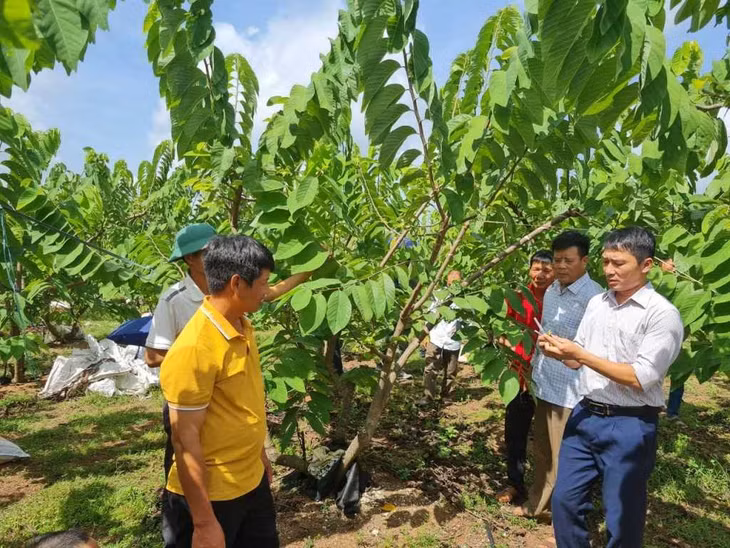 HND tỉnh tập huấn trồng na cho hội viên, nông dân. Ảnh tư liệu.