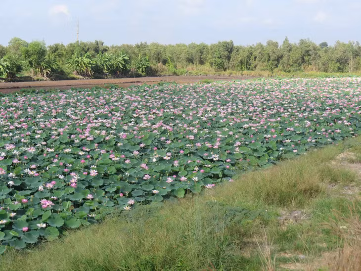 Theo nhiều nông dân dù nở bông quanh năm nhưng mùa sen nở rộ là khoảng từ tháng Bảy tới cuối năm.