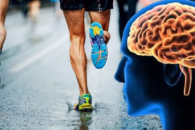 Không tập thể dục gây hại cho não của bạn. Đồ hoạ: Thiện Nhân