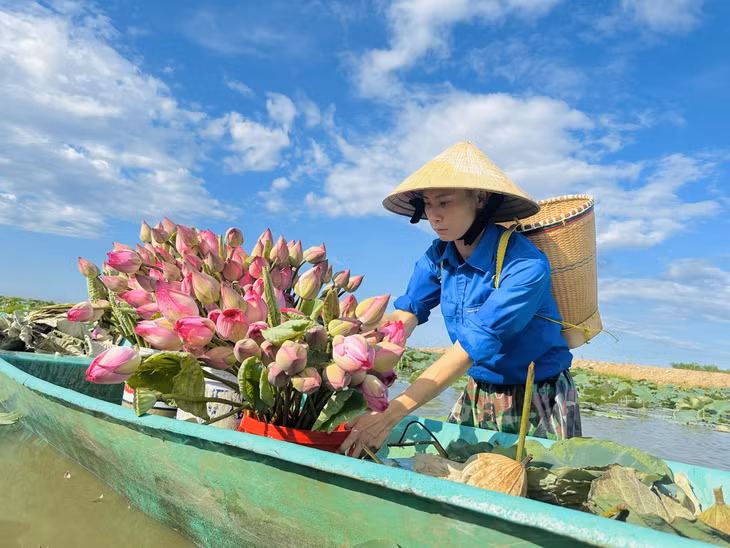 Với mong muốn những người đi đường chiêm ngưỡng vẻ đẹp mùa sen nở, lực lượng đoàn viên thanh niên xã Thạch Hưng đã lội đầm thu hoạch 1.000 bông hoa sen Bách Diệp để tặng người dân đi đường.
