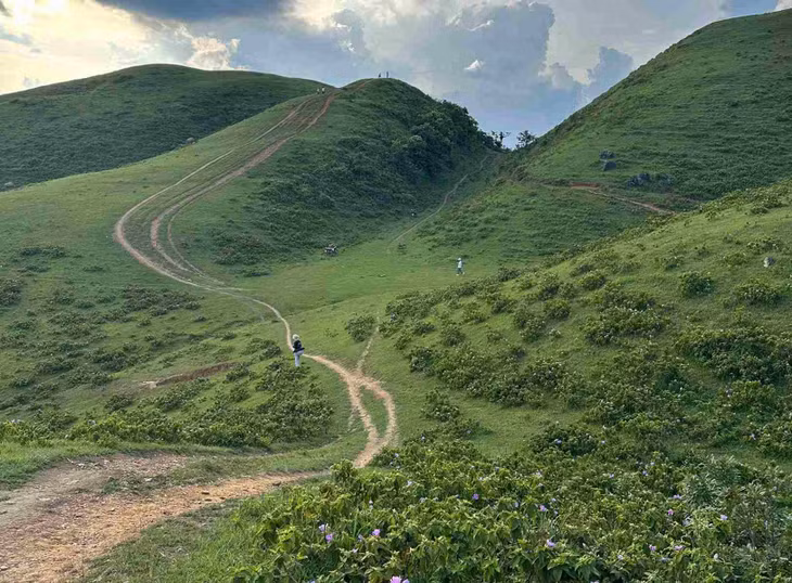Tầm sáng sớm và chiều muộn, không khí ở Sam Chiêm rất mát mẻ, trong lành. “Đến Sam Chiêm mùa này, tôi còn may mắn được chiêm ngưỡng những vạt hoa mua tím biếc nở rộ trên nền cỏ xanh, giúp tôi có những tấm ảnh rất đẹp”, chị Ngọc Thúy hạnh phúc bày tỏ.