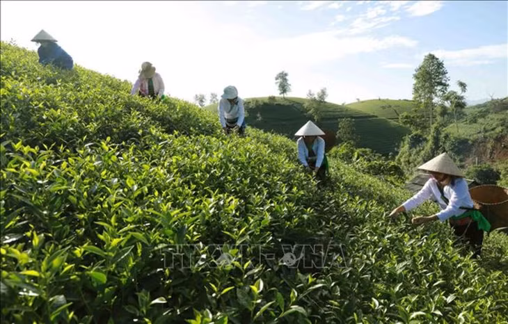 Huyện Tân Sơn có diện tích trồng chè lớn nhất của tỉnh Phú Thọ. Ảnh minh họa: Vũ Sinh/TTXVN