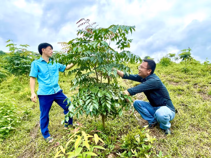 Cán bộ Công ty Lâm nghiệp Ba Chẽ kiểm tra quá trình sinh trưởng của các loại cây gỗ lớn trồng trên diện tích đơn vị quản lý.
