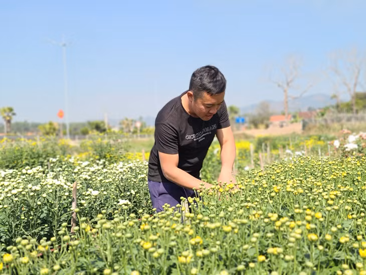 Nông dân phường Hoành Bồ (TP Hạ Long) chăm sóc hoa.