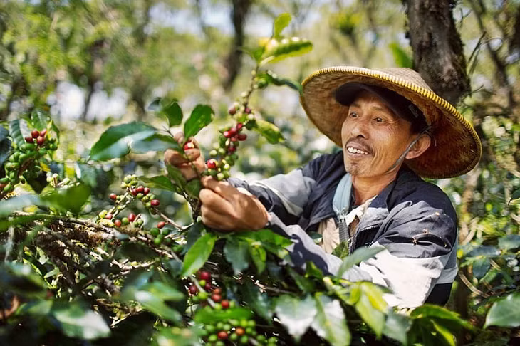 Giá xuất khẩu cà phê đang tăng cao