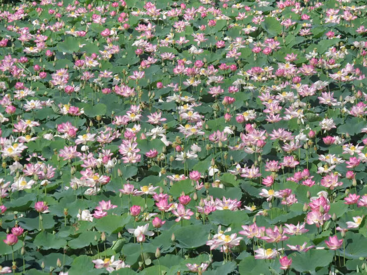 Một cánh đồng sen bung nở rộ ở ven đường rất đẹp ở xã Trường Xuân (huyện Tháp Mười, Đồng Tháp) ven đường tỉnh lộ 844.