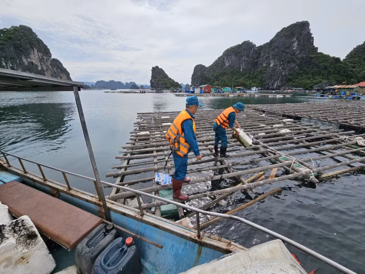 Lực lượng chức năng thu gom phao xốp để xử lý theo quy định. Ảnh: Cổng Thông tin TP Cẩm Phả