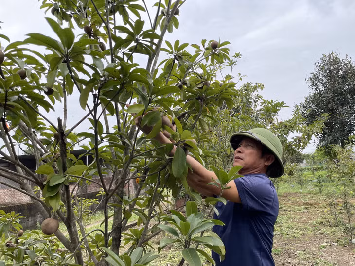 Mô hình trồng hồng xiêm của nông dân huyện Hải Hà cho thu nhập khá.