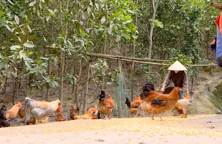 Huyện Tiên Yên tập trung xây dựng vùng chăn nuôi an toàn dịch bệnh trên gia cầm, nhằm phát triển bền vững thương hiệu gà Tiên Yên.