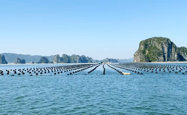 Quảng Ninh thực hiện thay thế phao xốp bằng phao nhựa HDPE hợp quy chuẩn, bảo vệ môi trường. Ảnh: Mạnh Trường