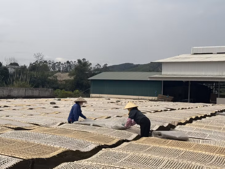 Người dân xã Đồng Tâm (huyện Bình Liêu) phơi miến dong.