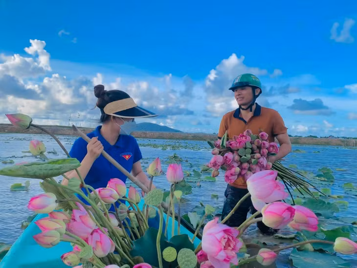 Vào mùa hoa sen nở, đoàn thanh niên phối hợp với Hội nông dân xã Thạch Hưng thu hoạch sen để tiêu thụ sản phẩm.