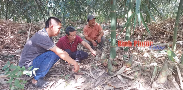 Mùa mưa, những khóm măng mọc lên tua tủa, người trồng lấy sản lượng bù trượt giá.