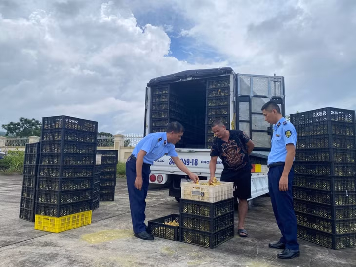 Đội Quản lý thị trường số 1 tiến hành khám phương tiện vận tải biển kiểm soát 34C-349.18