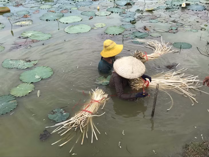 Ngoài lá và đài sen, nông dân cũng thu hoạch ngó sen và củ sen. Hiện nay, gần như tất cả các bộ phận của cây sen đều có thể đem tới lợi nhuận cho nông dân.