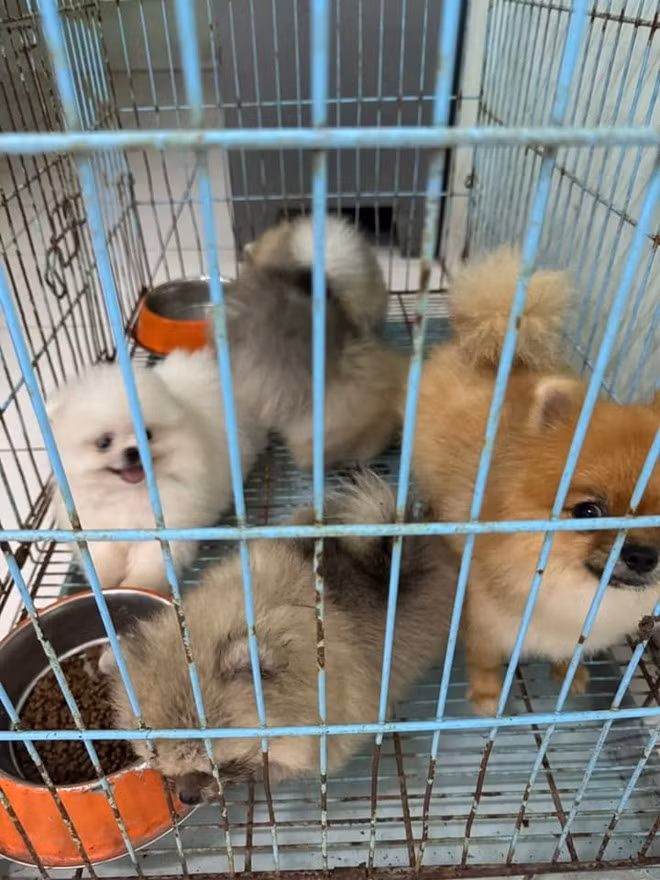 Số chó bị trộm được công an thu hồi. Ảnh: CABC
