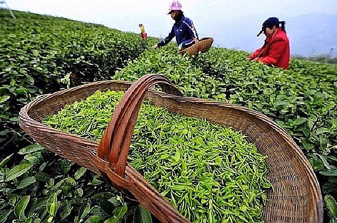 Nửa đầu năm 2024: Xuất khẩu “vàng xanh” ghi nhận tăng trưởng 2 con số