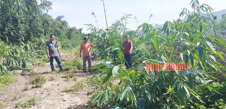 Gia đình anh Nguyễn Văn Thanh, khu phố 4, phường Hưng Long, TX. Chơn Thành (giữa) mới mở rộng diện tích trồng tre lấy măng.