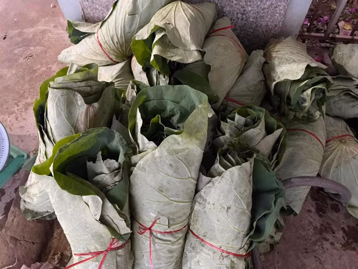 Những bó lá sen được thu hoạch, gói ghém cẩn thận để gửi về TPHCM tiêu thụ. Hiện nay, lá sen được sử dụng khá nhiều và phổ biến trong ẩm thực, mang tới cảm giác dân dã, thân quen.