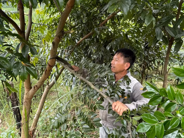 Anh Nịnh Văn Năm (thôn Khe Lọng ngoài, xã Thanh Sơn, huyện Ba Chẽ) chăm sóc, tỉa cành cho vườn trồng cây gỗ lớn của gia đình.