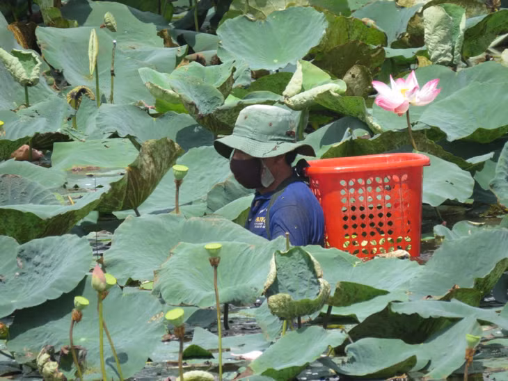 Nông dân bắt đầu thu hoạch đài sen. Từ khi bông sen tàn cho tới lúc thu hoạch được đài sen kéo dài khoảng 1 tháng. Ngoài việc sử dụng xuồng, nông dân có thể lội xuống ruộng để tìm và hái đài sen.