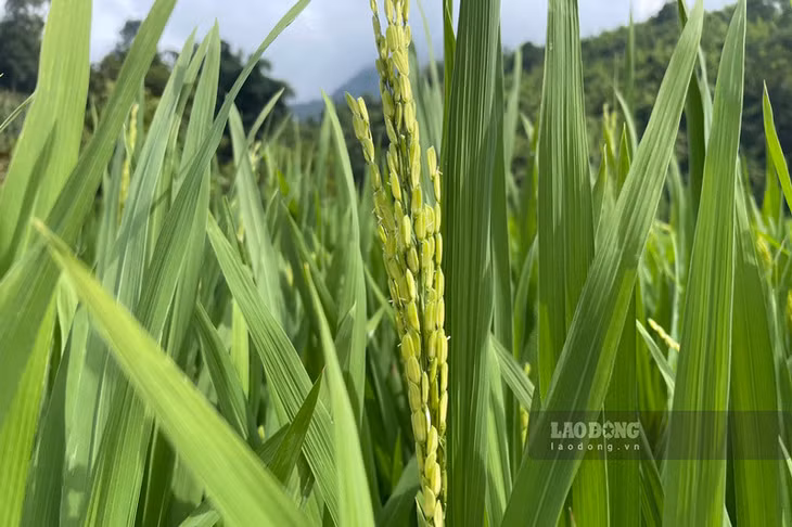 Bông lúa trổ đòng.