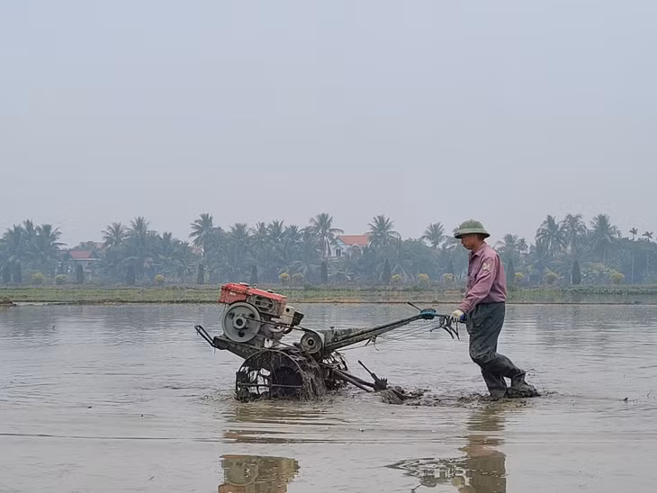 Nông dân TX Quảng Yên xuống đồng gieo cấy vụ chiêm xuân.