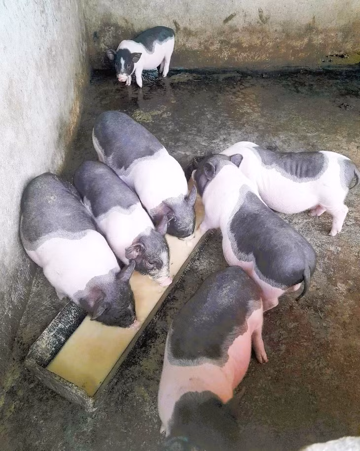 Móng Cái triển khai tiêm thử nghiệm vắc xin Dịch tả lợn Châu Phi.