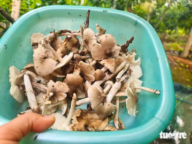Nấm mối khi đã bung dù ăn sẽ không còn ngon bằng nấm búp - Ảnh: MẬU TRƯỜNG