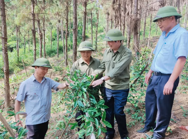 Lãnh đạo huyện kiểm tra mô hình trồng ba kích tím dưới tán thông của Công ty CP Kinh doanh lâm sản Đạp Thanh (Ảnh Thùy Loan)