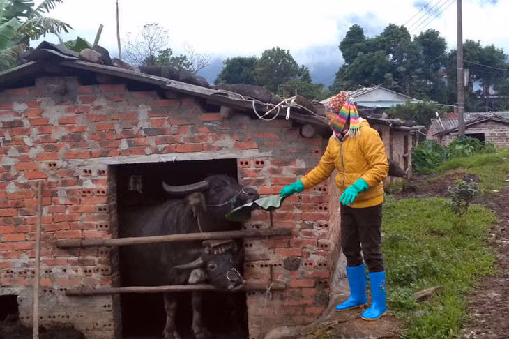 Người dân xã Quảng Đức, huyện Hải Hà chăm sóc gia súc trong những ngày giá rét.