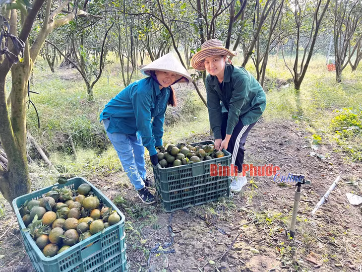 Nâng cao hiệu quả đầu tư từ chuỗi liên kết ảnh 1 Nâng cao hiệu quả đầu tư từ chuỗi liên kết ảnh 1