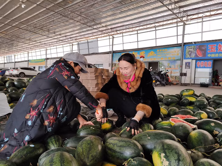 Chị Lương Tế Kiều kiểm tra chất lượng dưa hấu.
