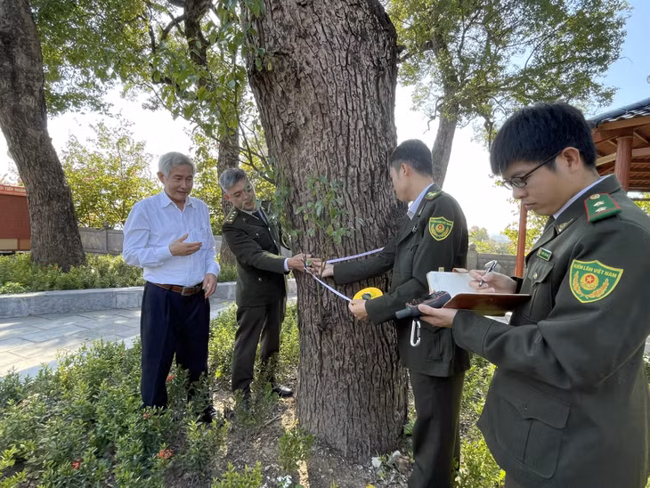 Hội Bảo vệ thiên nhiên và Môi trường Việt Nam hướng dẫn việc đo đạc, xác định các tiêu chí chọn cây để các đơn vị nắm được và thực hiện.
