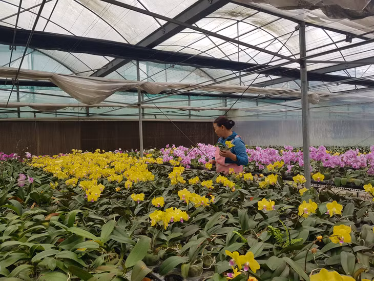Nông dân phường Hoành Bồ (TP Hạ Long) chăm sóc hoa.