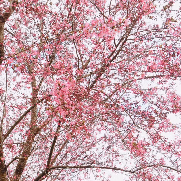 Đầu mùa, hoa nở còn thưa. Nhưng chỉ hơn một tuần sau, đã phủ hồng rực cả cây. Mai anh đào đẹp nhất vào khoảng10 ngày sau khi bắt đầu chớm nở, sau đó sẽ héo dần trên cành, nhường chỗ cho lá cây đâm chồi nảy lộc.