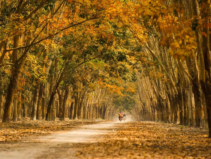 Cảnh đẹp như tranh vẽ của rừng cao su được tô điểm bằng lá vàng. Ảnh: Ngô Vĩnh Phú