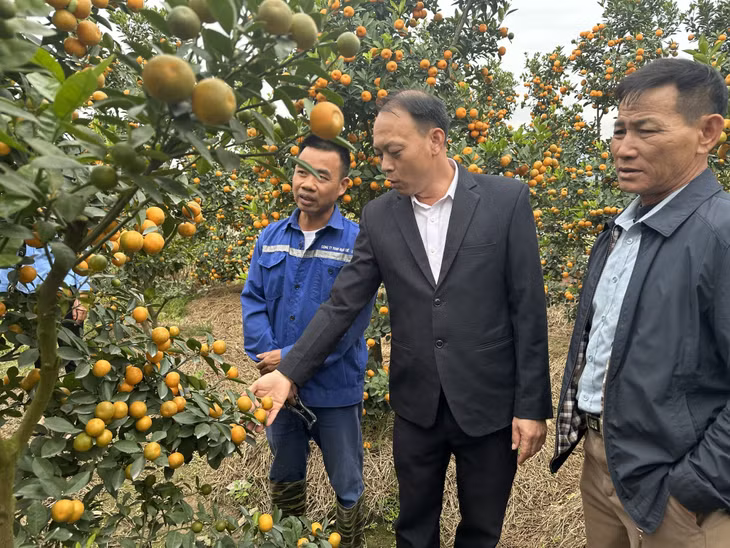Vườn cây quất Tết của anh Phạm Đức Sông (xã Bình Khê, TX Đông Triều) có giá bán từ 2 triệu đồng/cây.