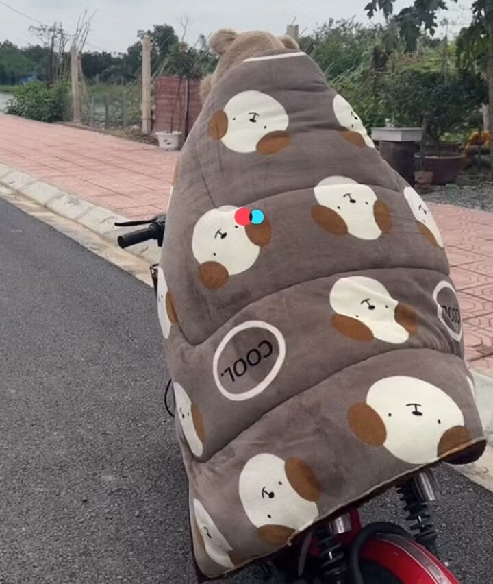 Nhìn từ phía sau, cứ tưởng gấu đi xe máy. (Ảnh: Tiktok/@huyennga)