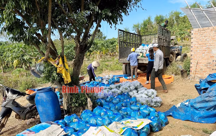 Chuỗi cung ứng và tiêu thụ nông sản thành phố Đồng Xoài hỗ trợ tiêu thụ nông sản cho nông dân trong và ngoài tỉnh