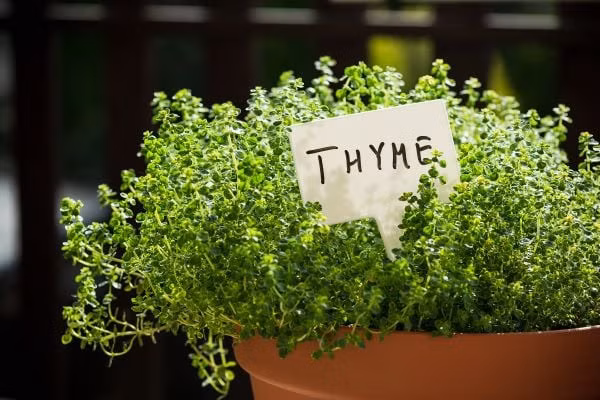 Cỏ xạ hương thường được sử dụng như một phương thuốc chữa ho tự nhiên.