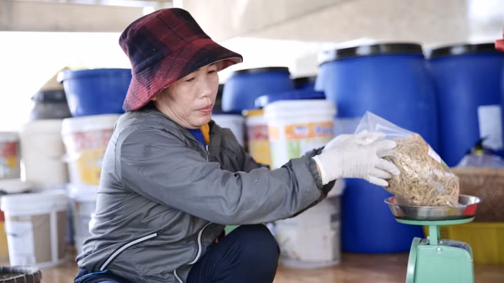 Củ cải sau khi chế biến được đóng gói cẩn thận, hút chân không và đưa đi tiêu thụ.