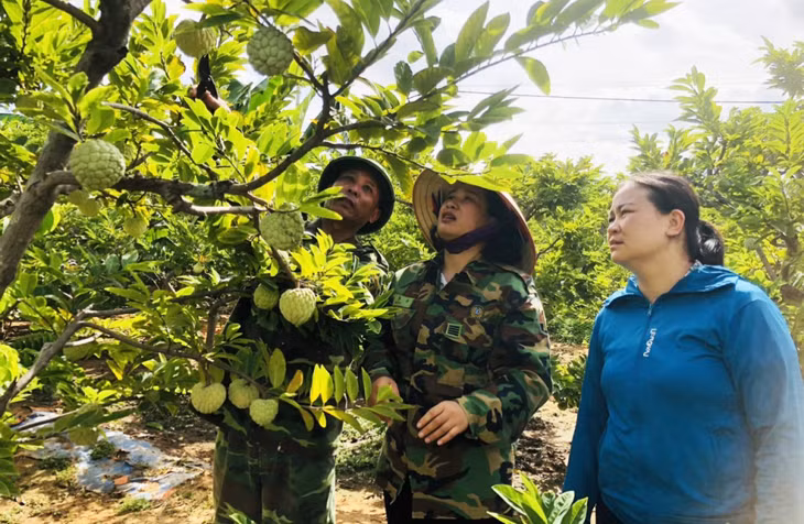Nhiều vườn na trên địa bàn TX Đông Triều bị già cỗi, suy thoái cần được phục tráng và thay thế bằng các giống mới. Ảnh: Việt Hoa