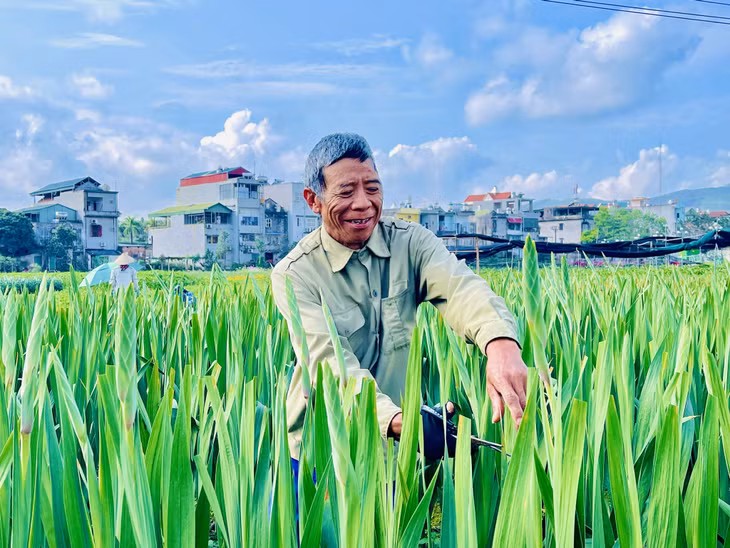 Thời điểm này, hộ ông Triệu Đình Thông, khu Đồng Chè, phường Hoành Bồ (TP Hạ Long) tất bật cắt tỉa để lá xanh và lộ bông dơn.